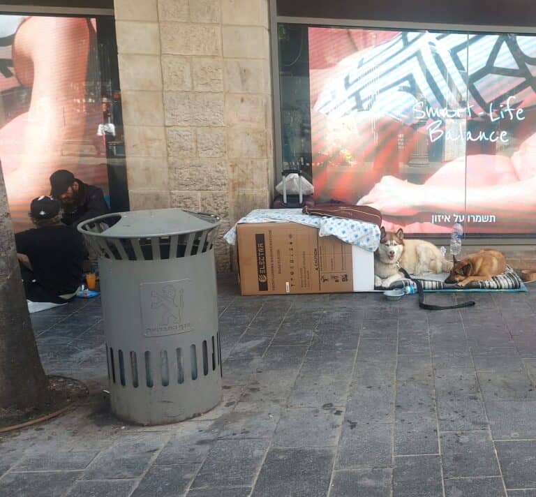 תיעוד אורבני: אנשים וכלבים במרחב ציבורי לצד ציוד אישי, ברחוב מרכזי בעיר.