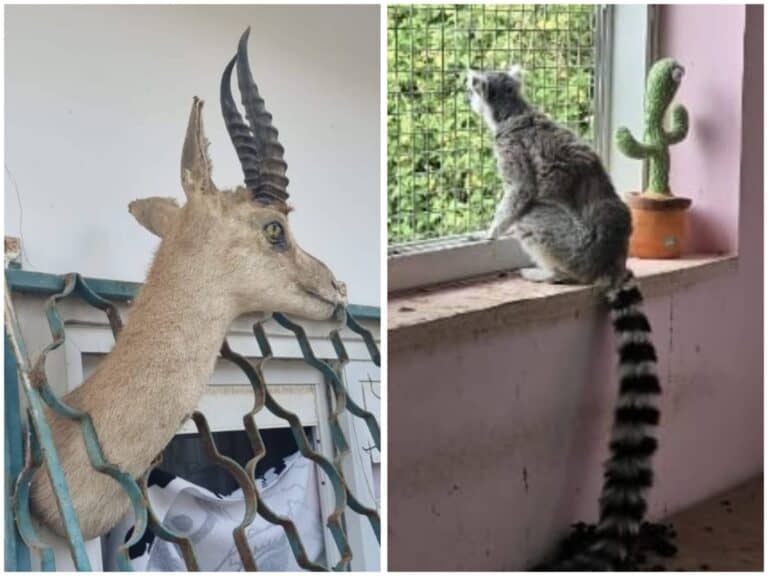 קוף למור נדיר ופוחלץ של צבי ישראלי – בין הממצאים שנחשפו בבית בנתניה