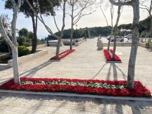 ערוגות פרחים אדומים ולבנים מסודרות סביב עצים בטיילת ירושלמית, ביום אביב שמשי