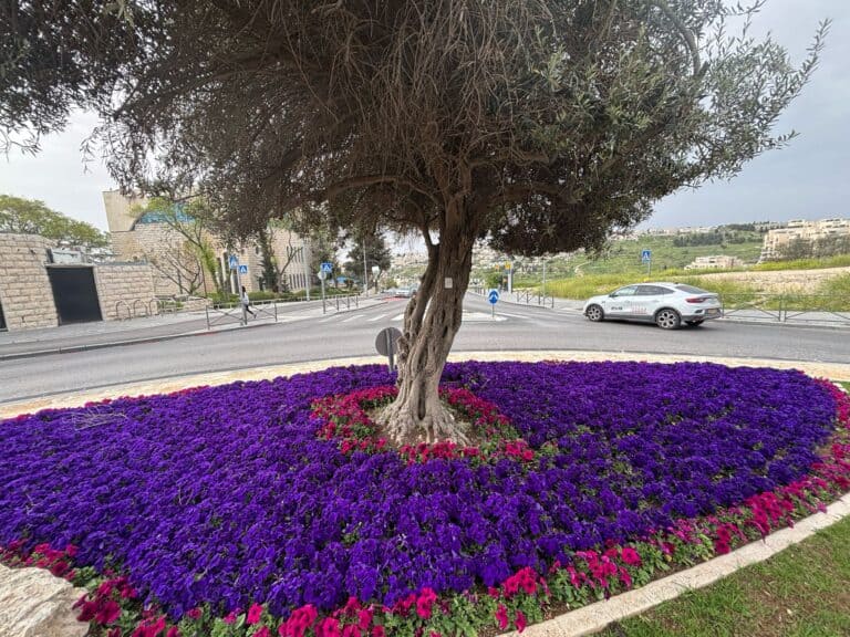 עץ זית במרכז כיכר ירושלמית, מוקף בפרחי פטוניה סגולים וסגול-אדום לקראת חג הפסח והאביב