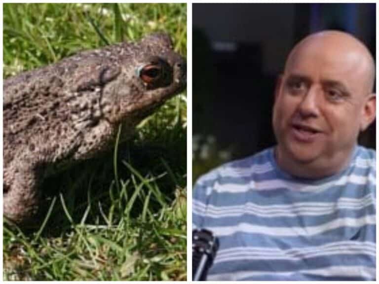 Side-by-side image of Hapoel Jerusalem CEO Uri Sheratzky and a toad, referencing the nickname "Karpad" given to the chairman of the board