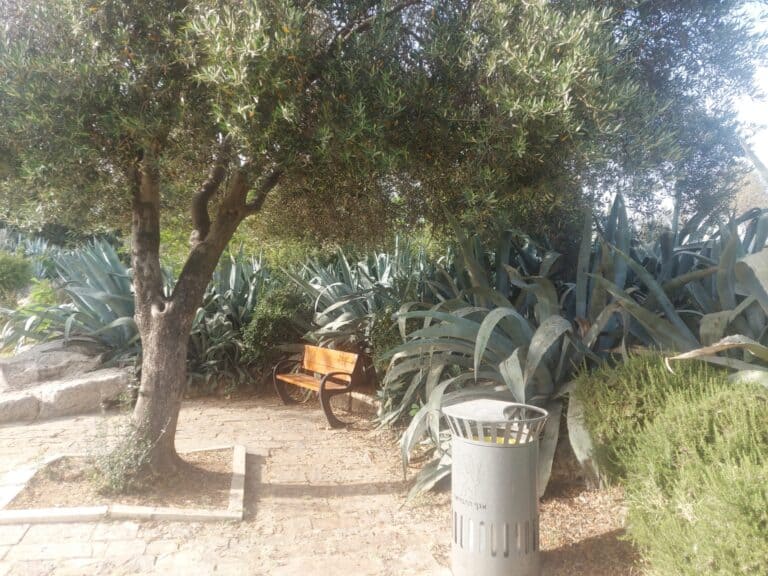 A quiet bench under an olive tree in Bloomfield Garden, Jerusalem