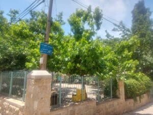 עץ התות הלבן האגדי בגן התות בירושלים, ליד השלט של רחוב הכרמל בשכונת אוהל משה.