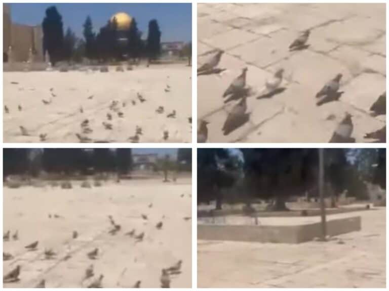 Hundreds of pigeons praying in an empty Al-Aqsa Mosque plaza in Jerusalem during the Iran–Israel war