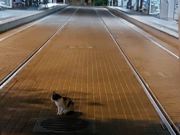 A lone cat sitting on the light rail tracks in central Jerusalem during wartime curfew