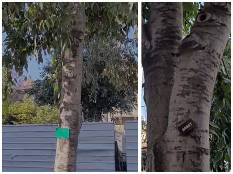 Close-up of a tree trunk in central Jerusalem with a mysterious metal tag nailed into the bark, part of an urban tree survey