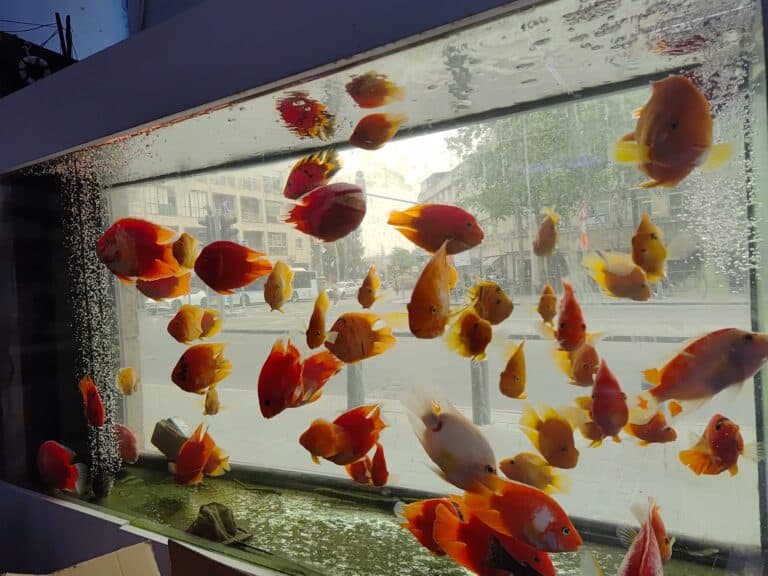 Fish tank with colorful fish in front of Davidka Square in central Jerusalem, with city street in background