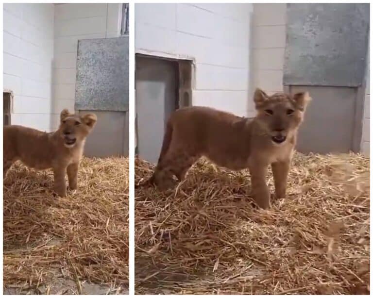 Screenshot of a rescued lion cub from East Jerusalem held in a wildlife facility enclosure ar