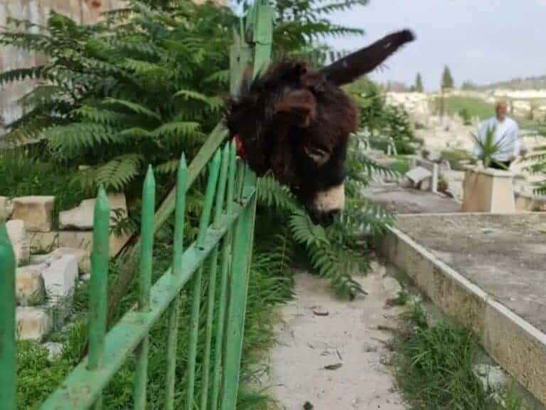 Severed donkey head placed on cemetery fence in Jerusalem – shocking scene near Bab al-Rahma