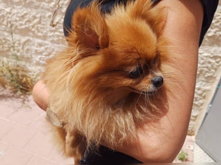 Pomeranian dog rescued by police in Jerusalem after theft