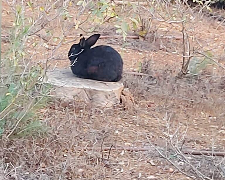 Baitulmaqdis katika kiangazi chenye joto kali ikionyesha ishara za miaka ijayo yenye joto zaidi