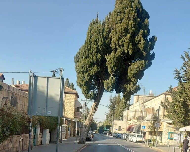 עץ נטוי ברחוב דרך בית לחם בשכונת בקעה בירושלים