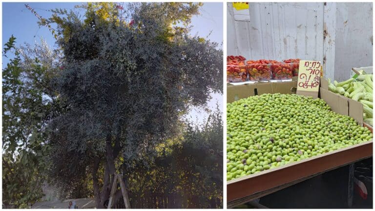 מסיק זיתים בירושלים בעונת הסתיו, עצי זית עתיקים וביכורי זיתים ירוקים בשוק מחנה יהודה