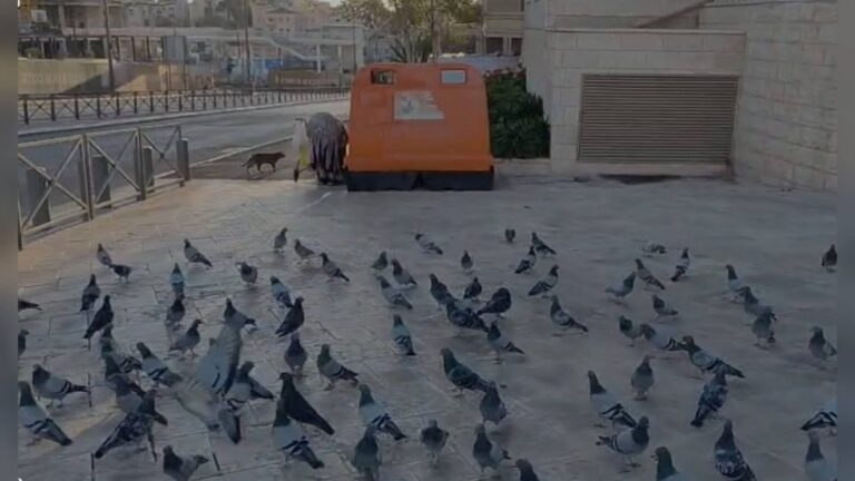 יונים בירושלים בסתיו 2025 על רקע שינוי אקלימי ובנייה עירונית