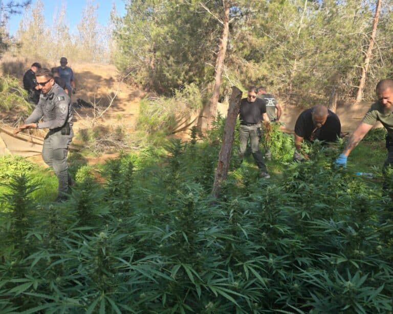 שוטרי מג"ב ושוטרי תחנת שדרות אוספים שתילי קנאביס משדה בדרום - השלכות על שוק הקנאביס בירושלים