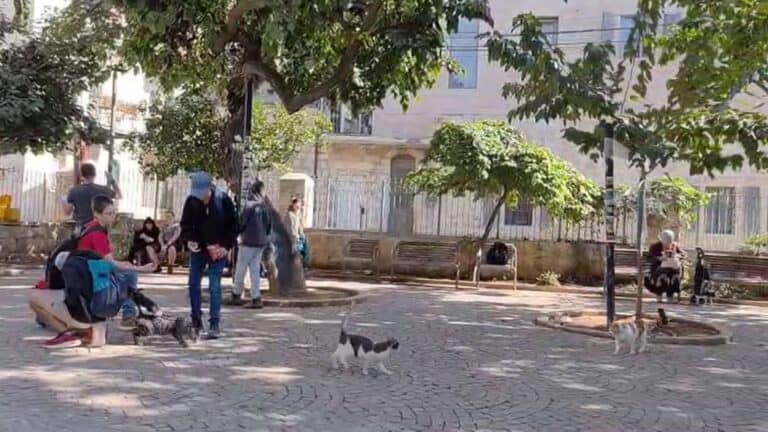 תלמידי כיתה ח מנווה דניאל מבקרים בגן התות, הבוסתן הספרדי בירושלים, לצד עצי תות גדולים וותיקים