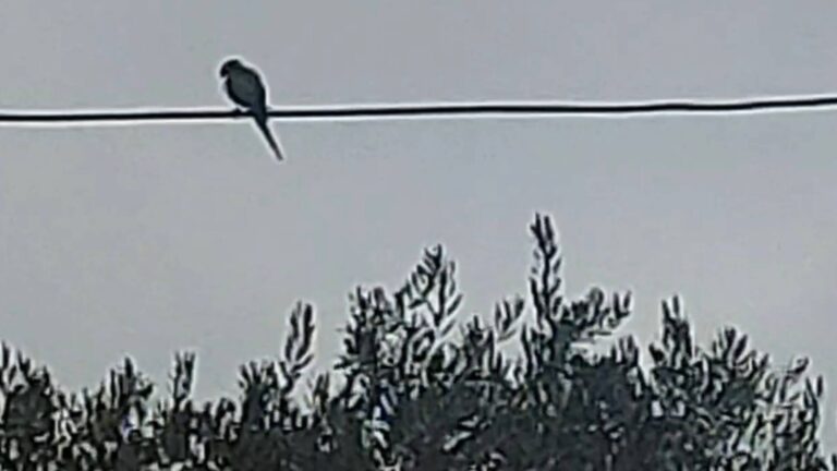 דררה מצויה יושבת על חוט חשמל מעל עצים בגן בלומפילד בירושלים (Photo: Jerusalem Online News - Yuli Kraus)