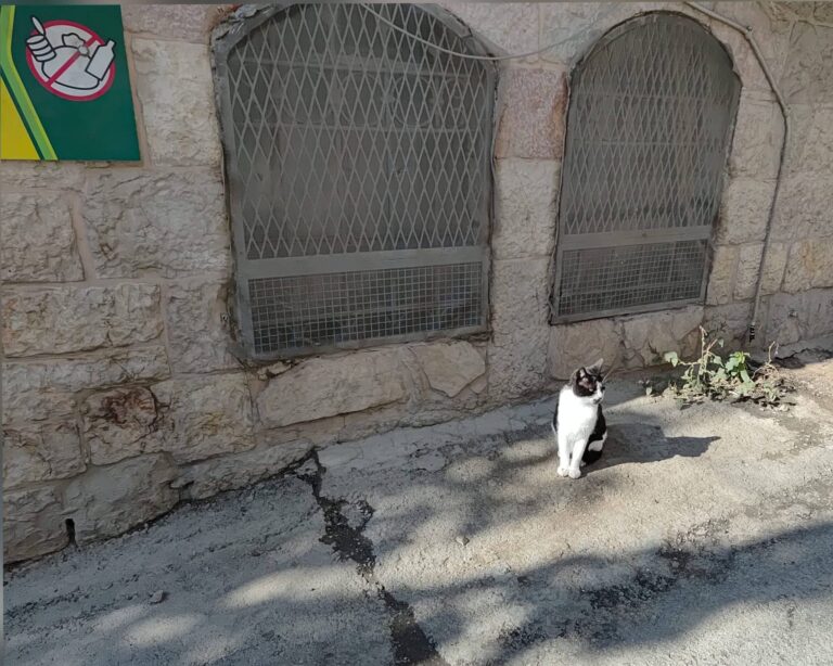 חתול רחוב בירושלים עומד לבדו לצד קיר אבן בימי החורף הקרים