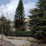 עץ הארז הוותיק ברחוב ישראל זרחי בשכונת רמות בירושלים (צילום: חדשות ירושלים אונליין - בארי שחר)