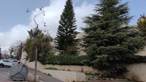 עץ הארז הוותיק ברחוב ישראל זרחי בשכונת רמות בירושלים (צילום: חדשות ירושלים אונליין - בארי שחר)