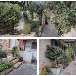 אדניות תבלין בין חצרות ובתים בשכונת נחלאות בירושלים (צילום: חדשות ירושלים אונליין – בארי שחר)