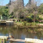 ברווז עומד על שפת בריכת המים בגן הוורדים בירושלים ביום חורפי, כשהשמש מציצה בין העצים והגן שקט כמעט ללא מבקרים