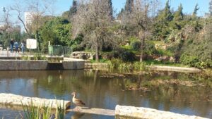 ברווז עומד על שפת בריכת המים בגן הוורדים בירושלים ביום חורפי, כשהשמש מציצה בין העצים והגן שקט כמעט ללא מבקרים