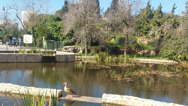 Isang pato na nakatayo sa tabi ng tubig sa Rose Garden ng Jerusalem sa isang tahimik na araw ng taglamig, habang sumisilip ang araw sa pagitan ng mga puno at halos walang tao sa hardin