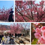 מבקרים בפסטיבל הסאקורה בגן הבוטני בירושלים בין עצי דובדבן פורחים בוורוד