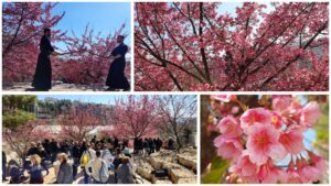 Pengunjung berjalan di antara bunga sakura berwarna merah muda di Festival Sakura di Kebun Raya Yerusalem