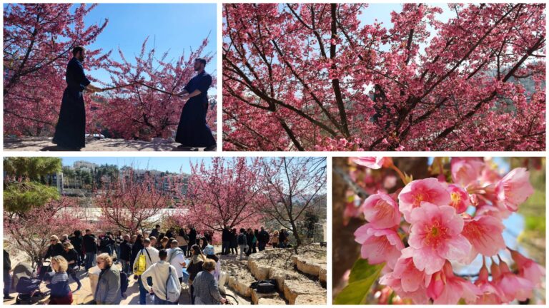 Pengunjung berjalan di antara bunga sakura merah jambu di Festival Sakura di Taman Botani Baitulmaqdis