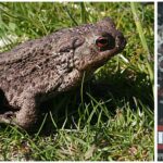 קרפד המסמל את כינוי יו"ר וועד המנהל בהפועל ירושלים לצד אוהדי הקבוצה