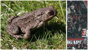 קרפד המסמל את כינוי יו"ר וועד המנהל בהפועל ירושלים לצד אוהדי הקבוצה