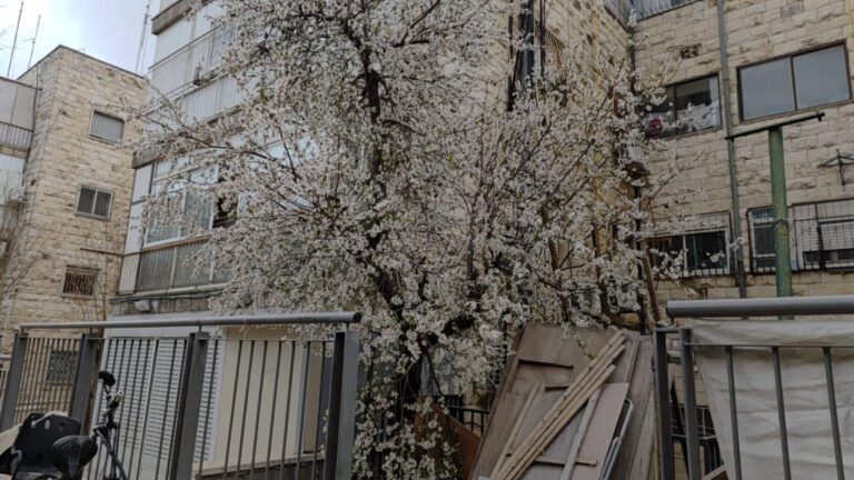 עץ שקדייה פורח ברחוב אורינשטיין בירושלים בין בנייני אבן ועבודות תשתית במרכז העיר