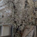 Namumulaklak na punong almendras sa Orinstein Street sa Jerusalem sa gitna ng mga gusali at proyekto ng imprastraktura