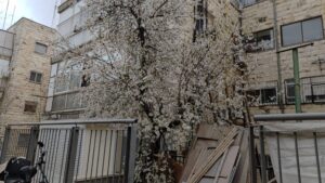 Namumulaklak na punong almendras sa Orinstein Street sa Jerusalem sa gitna ng mga gusali at proyekto ng imprastraktura