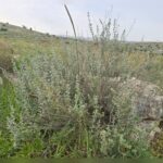 אזוב מצוי זעתר פורח בין סלעים ונוף ירושלמי באביב