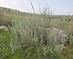 אזוב מצוי זעתר פורח בין סלעים ונוף ירושלמי באביב