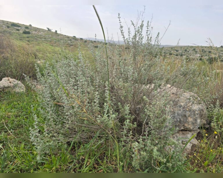 אזוב מצוי זעתר פורח בין סלעים ונוף ירושלמי באביב