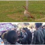 ברווז בגן הוורדים בירושלים לצד הפגנה ועימותים סמוך למשכן הכנסת