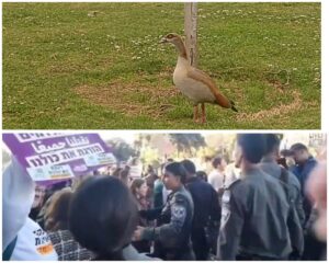 ברווז בגן הוורדים בירושלים לצד הפגנה ועימותים סמוך למשכן הכנסת