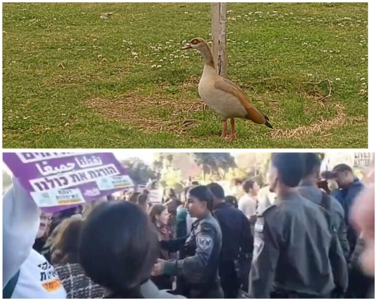 ברווז בגן הוורדים בירושלים לצד הפגנה ועימותים סמוך למשכן הכנסת