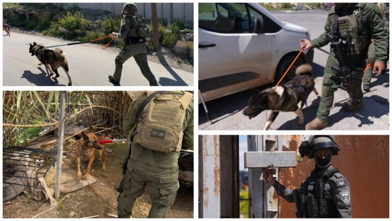 sauvetage de chiens dans des conditions difficiles au camp de Shuafat Jérusalem