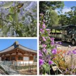 רכבת חשמלית בין פריחות אביביות בגן הבוטני בירושלים