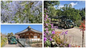 רכבת חשמלית בין פריחות אביביות בגן הבוטני בירושלים