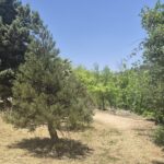 עצי גן ושביל מוצל בגן הבוטני האוניברסיטאי בירושלים