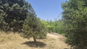 עצי גן ושביל מוצל בגן הבוטני האוניברסיטאי בירושלים