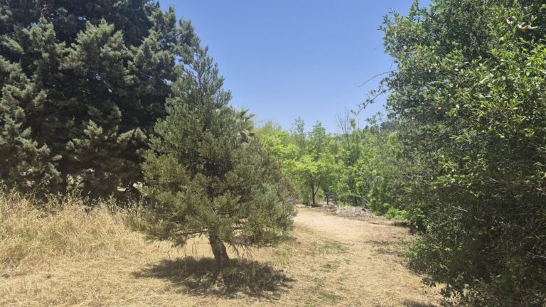 Des arbres et un sentier ombragé au Jardin botanique universitaire de Jérusalem