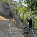 הגמל בגיא בן הינום בירושלים, על רקע המאבק על אדמות האגן ההיסטורי