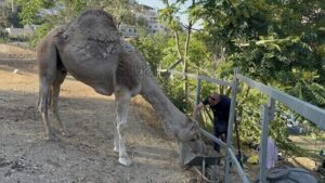 הגמל בגיא בן הינום בירושלים, על רקע המאבק על אדמות האגן ההיסטורי